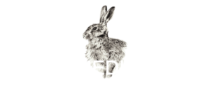 web services swamp rabbit media